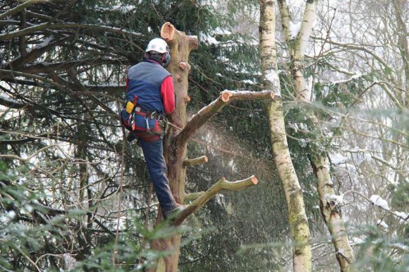 Professionnel pour l’abattage d’un arbre de plus de 15 mètres Gallargues‑le‑Montueux 